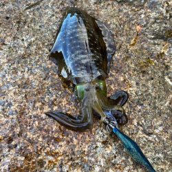 エギングスタート❗þ…