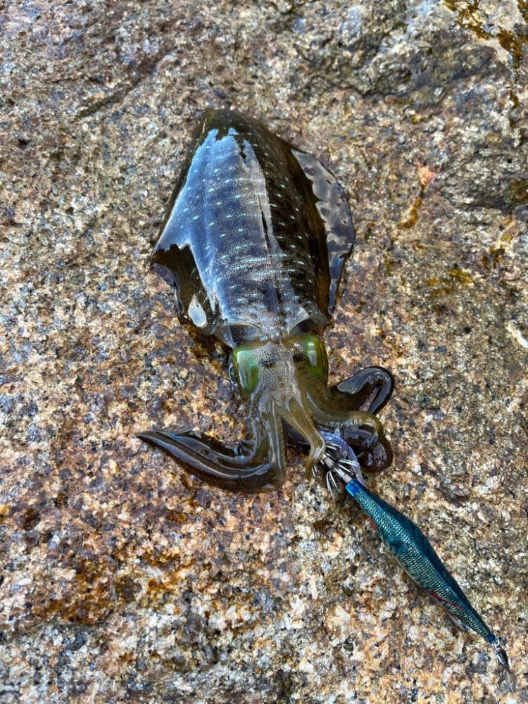 エギングスタート❗️