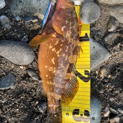 40upキジハタを狙え