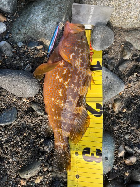 40upキジハタを狙え