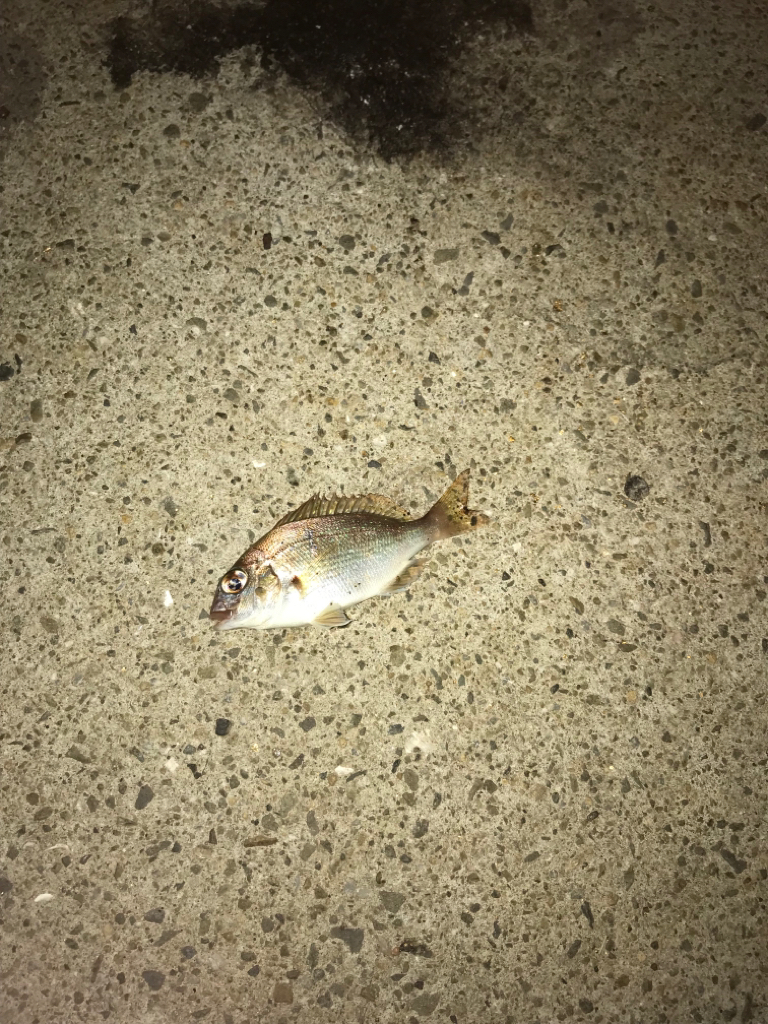 アジング&ライトエギング