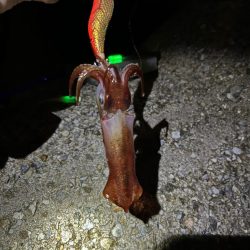 神明、青太刀イカ狙い