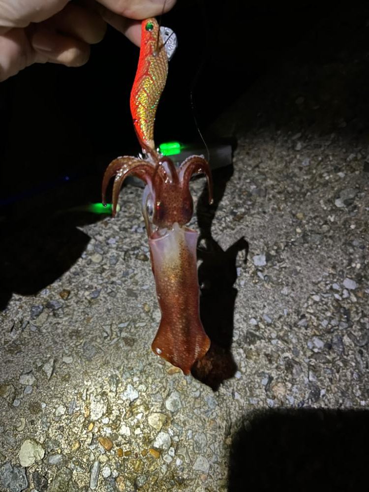 神明、青太刀イカ狙い