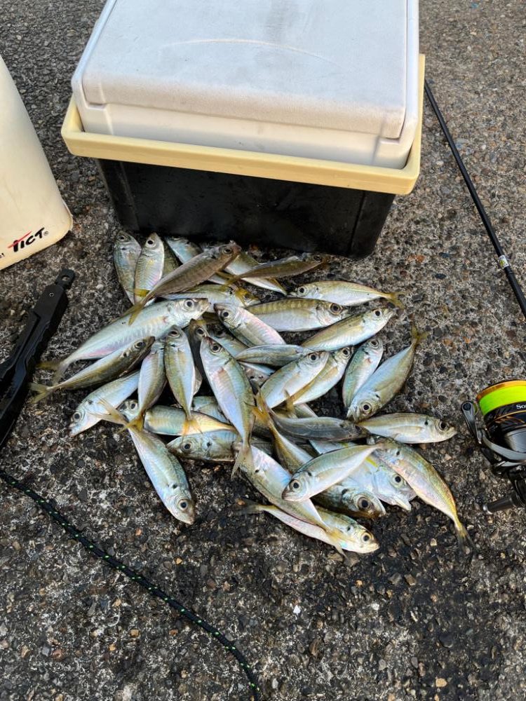 オールナイトアジング