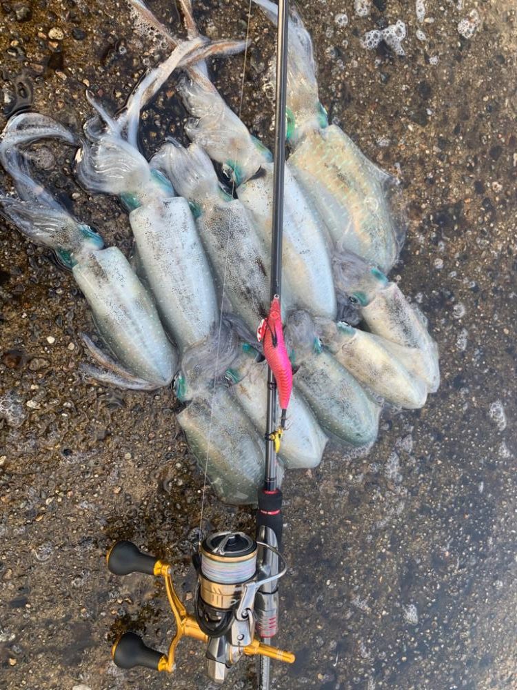 ナイトエギング修行のつもりが釣れすぎた件