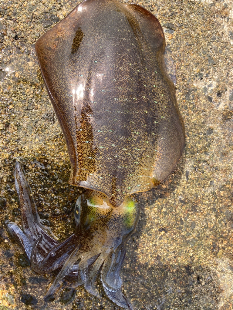 なんとかゲット