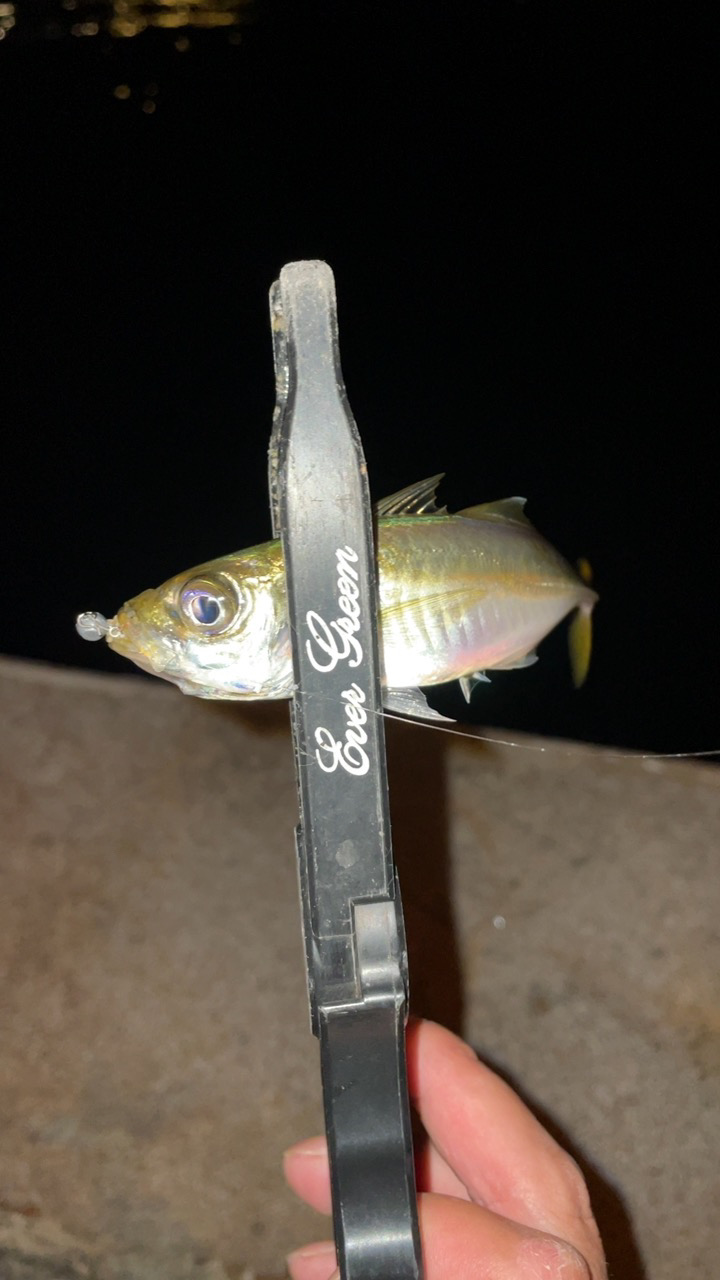 また爆風アジング