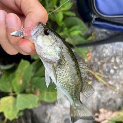 琵琶湖の小バス