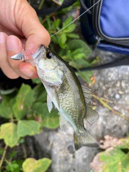 琵琶湖の小バス