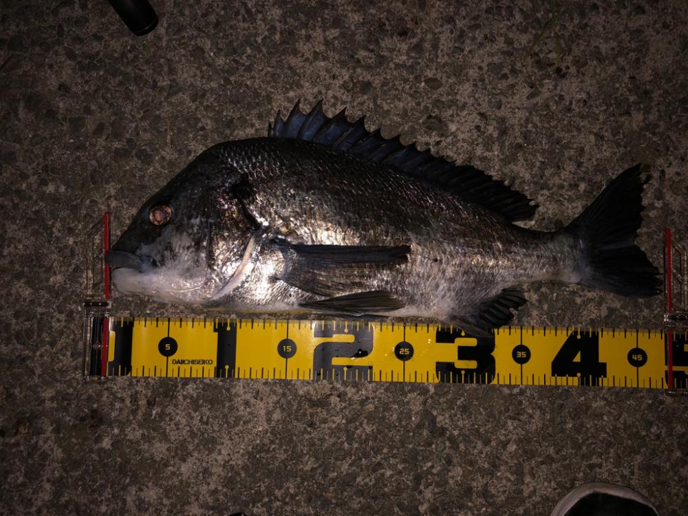 シーバスフィシング