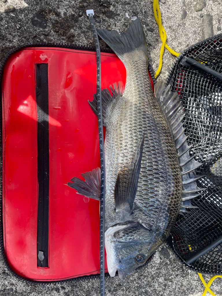 チヌ、カワハギ♪