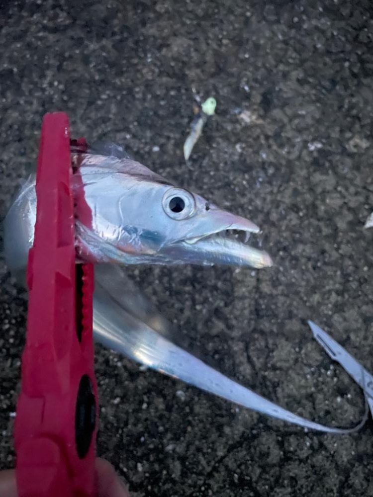 太刀魚狙いの釣り