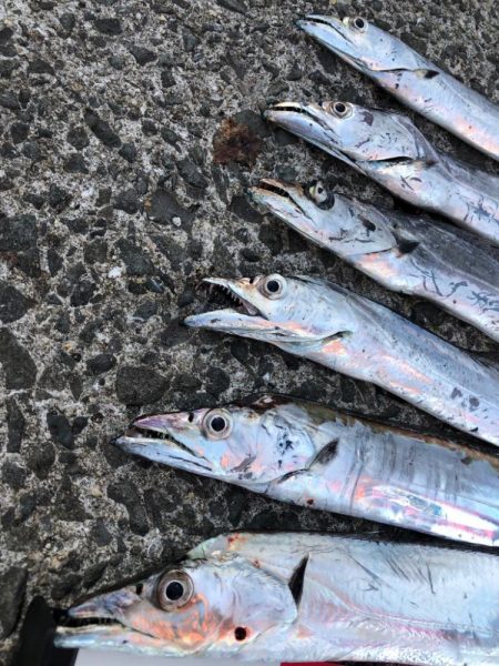 今年初太刀魚‼️…