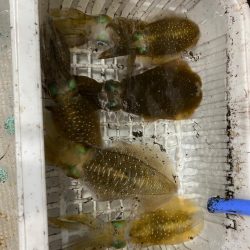 ナイトティップラン