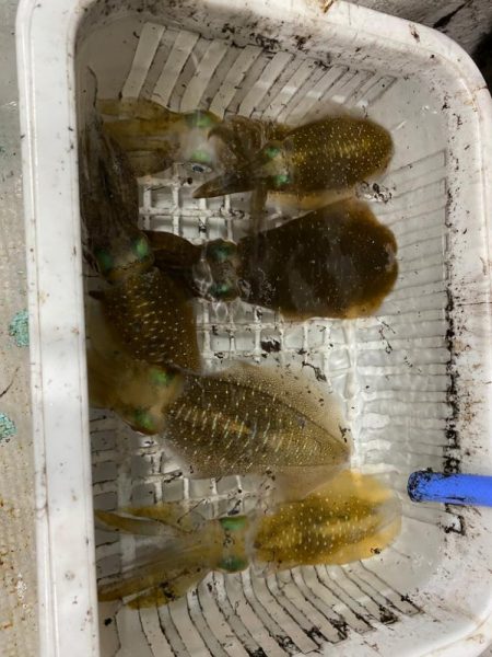 ナイトティップラン