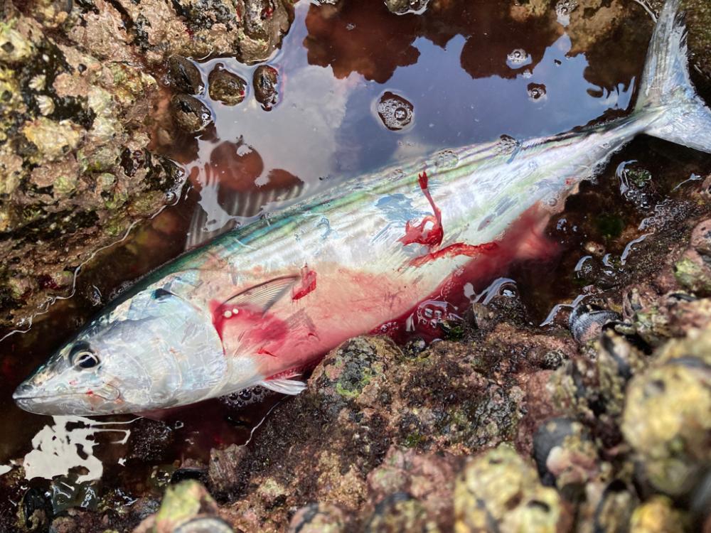 カンパチ(ネリゴ)、ハガツオ