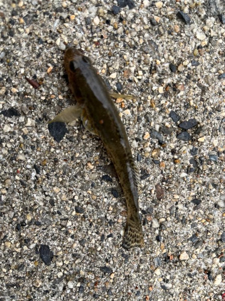 サッパ、アジ、ハゼ