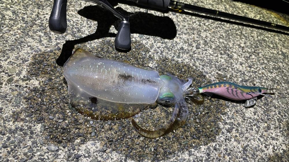 秋イカ順調に育ってます