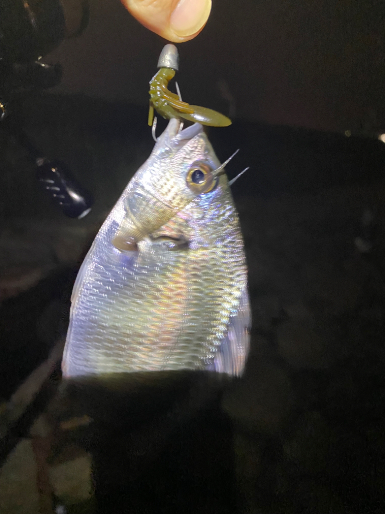 淀川ブリームゲーム