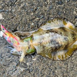 日本海エギング絶好調！