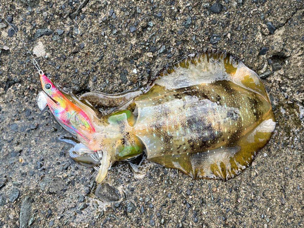 日本海エギング絶好調！