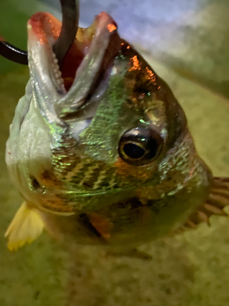 ヘチってきました