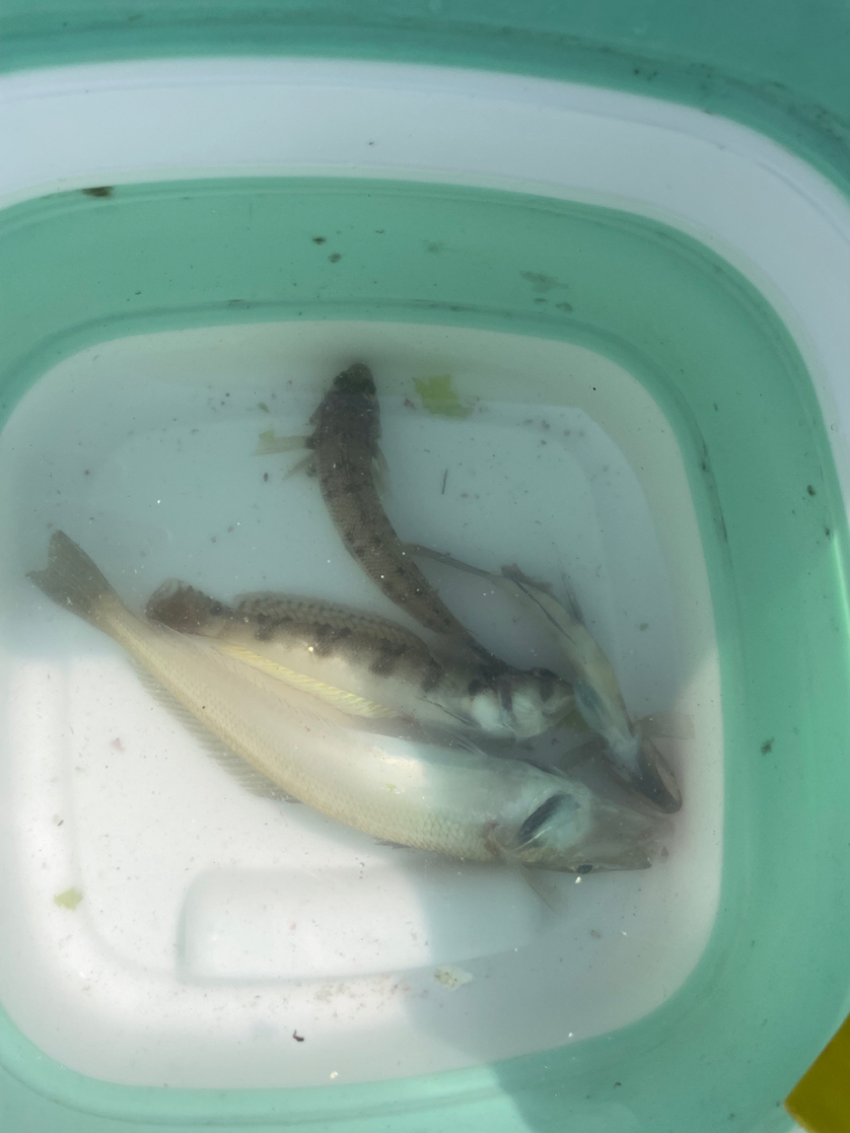 引き釣り出来なくて……