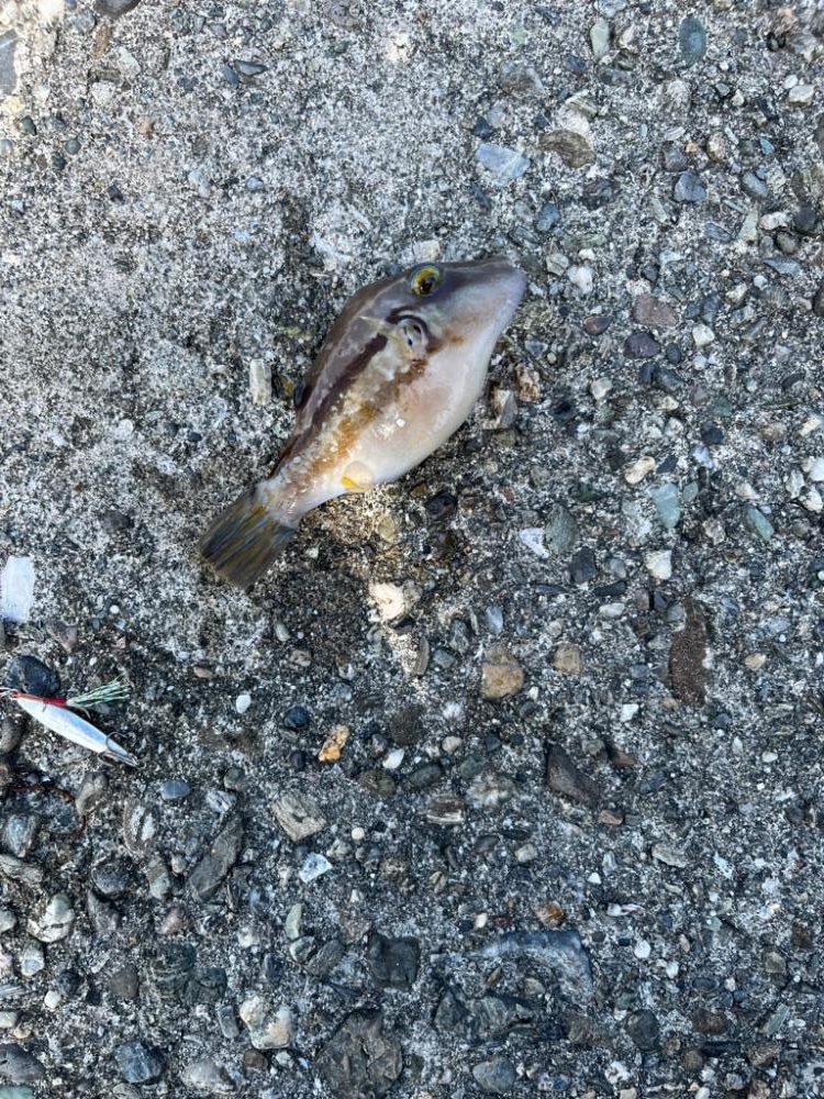 超スキマ時間ライトゲーム