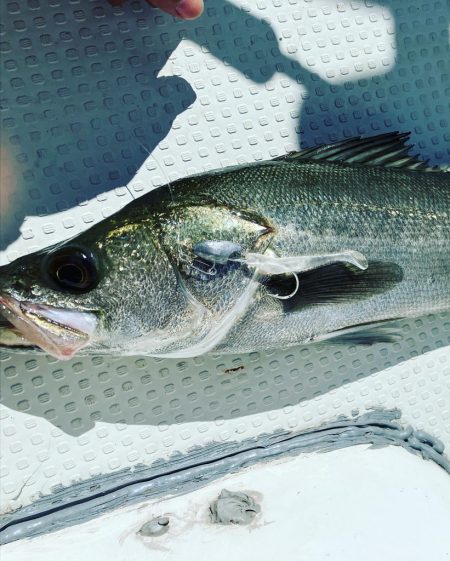 ボートシーバスゲーム