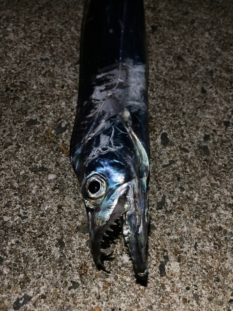 アオリのちタチ