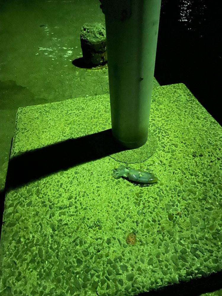 今年初エギング