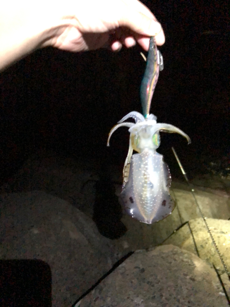 【越前】アオリイカ探し①