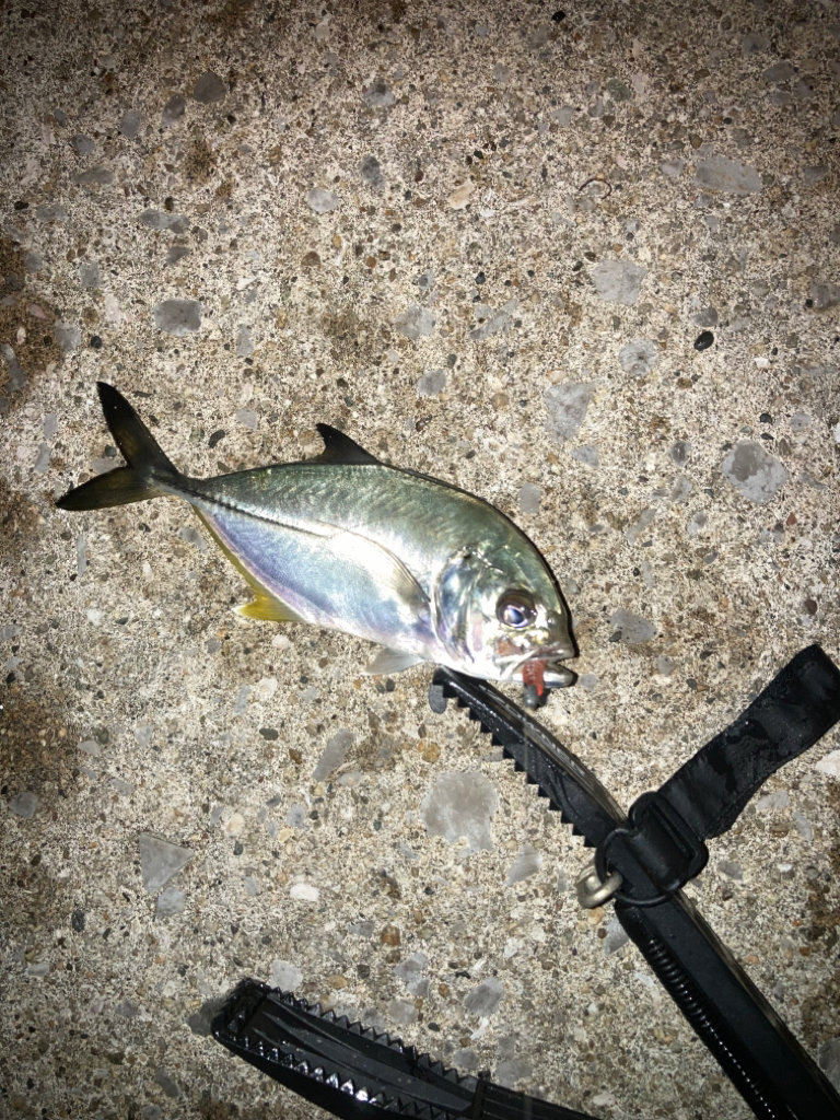 三浦半島ランガン