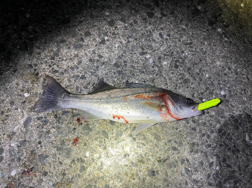 今日はハッピーデイ!