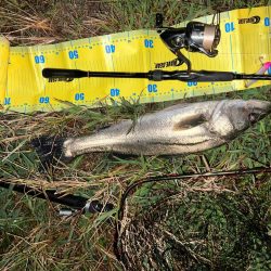 バイブレーションの釣り