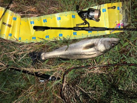 バイブレーションの釣り