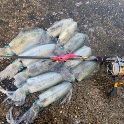 墨族エギが最強なのを立証してきた。