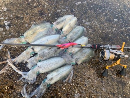 墨族エギが最強なのを立証してきた。