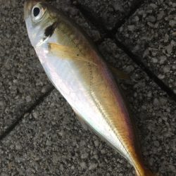 道糸をぶち切られ‥