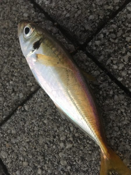 道糸をぶち切られ‥