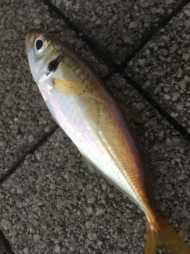 道糸をぶち切られ‥