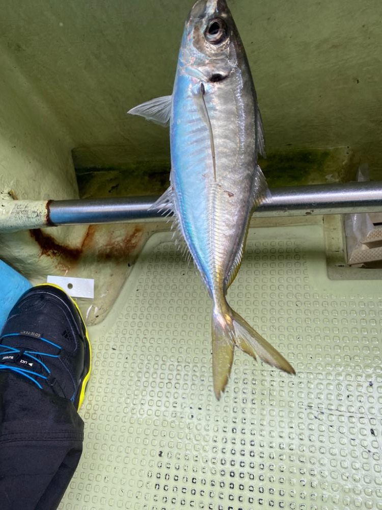 アオリイカ 鯛のリレー便 丸松乗合船