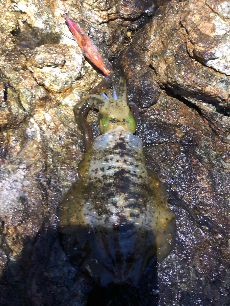 2022 佐渡ヶ島エギング 16回目