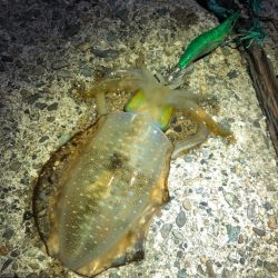 【秋イカ好調】京丹後〜伊根湾②