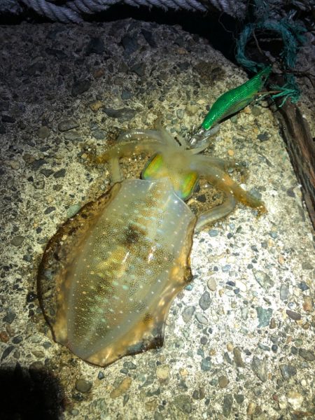 【秋イカ好調】京丹後〜伊根湾②