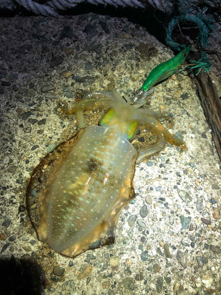 【秋イカ好調】京丹後〜伊根湾②