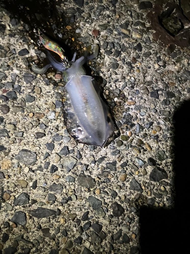 初エギング調査