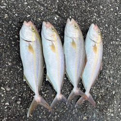 短時間オフショアでシオ6匹