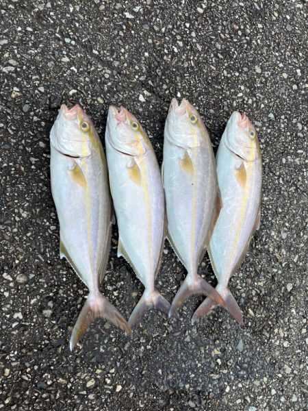 短時間オフショアでシオ6匹