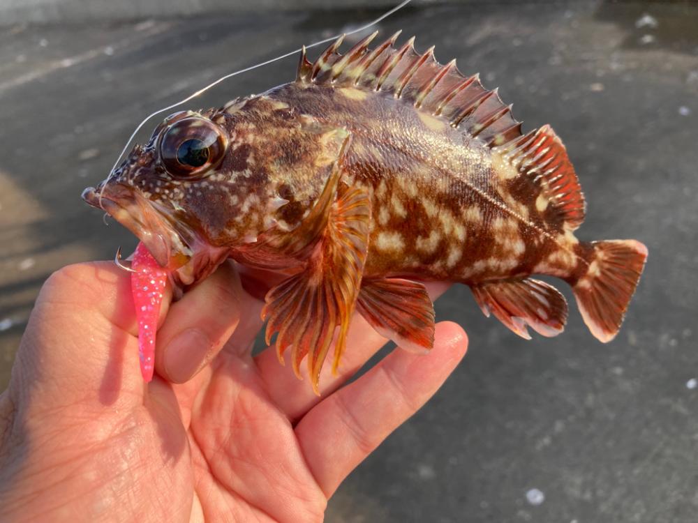 潮が動くと・・・